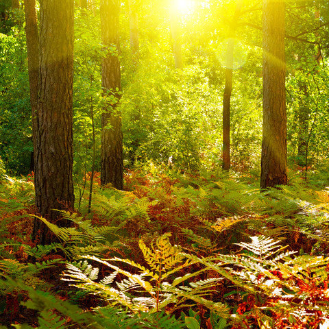 Plant a tree